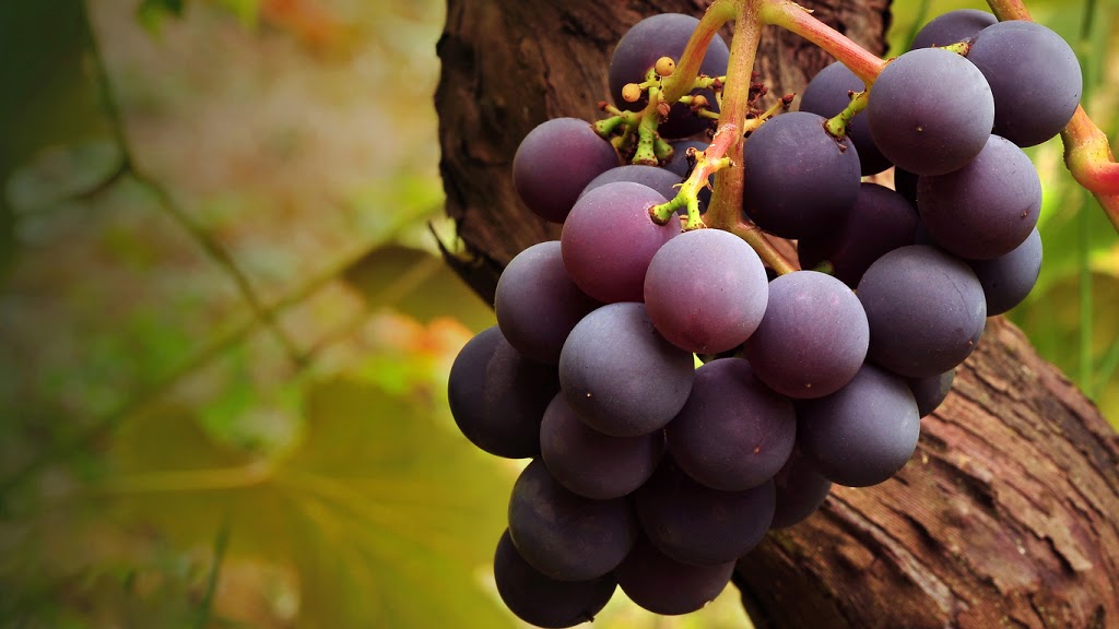 poder curativo de las uvas