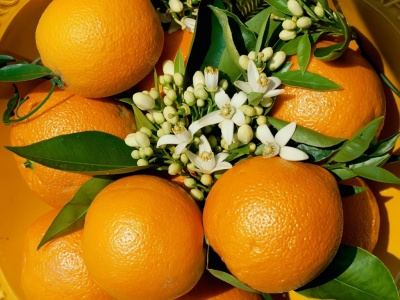 400_1207100728_arbol-de-naranjas