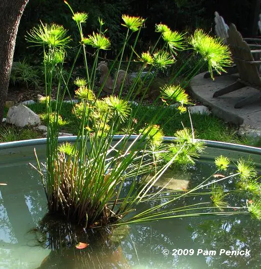 estanque acuático plantas dentro del agua