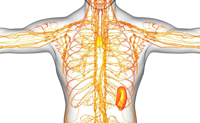 sistema-linfatico