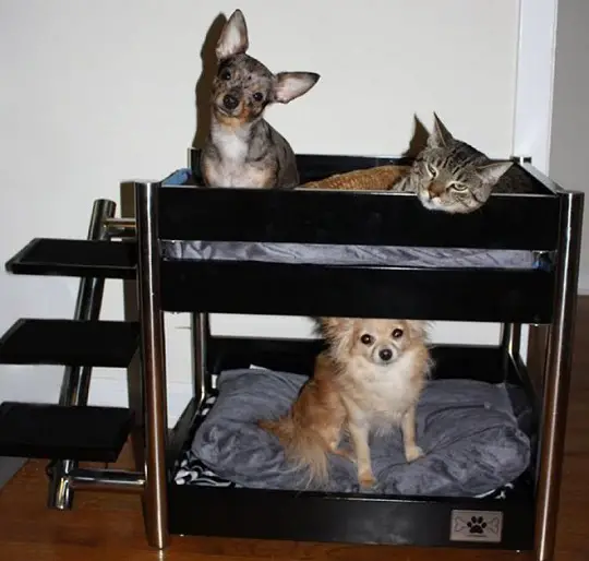 camas para mascotas literas