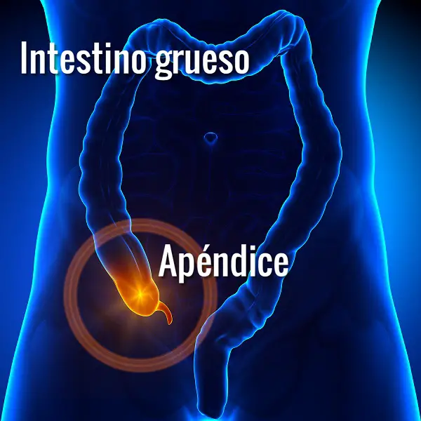 apendice