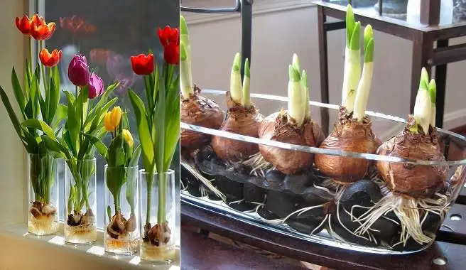 Cómo hacer crecer tulipanes en tu hogar