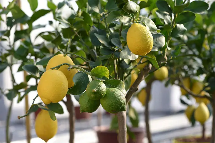 Crecer un árbol de limón