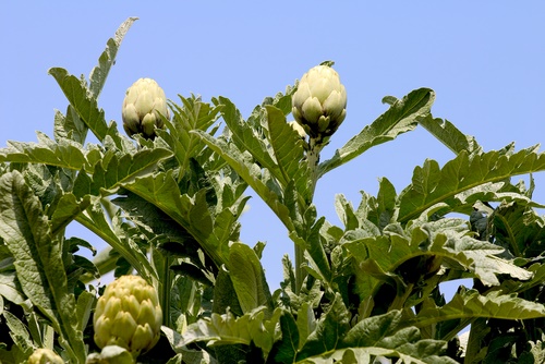 alcachofa vegetales perennes