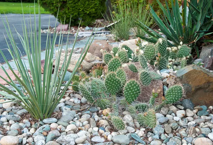 Jardín con piedras cactus