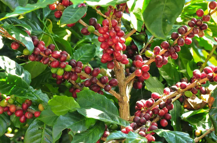 Árbol de cacao