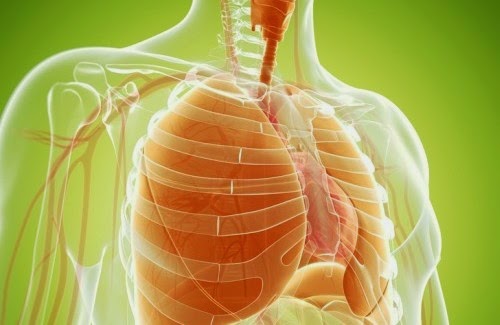 Maneras naturales de limpiar y fortalecer tus pulmones