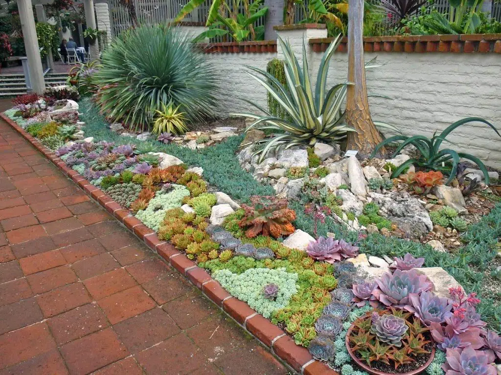jardín suculentosas en patio