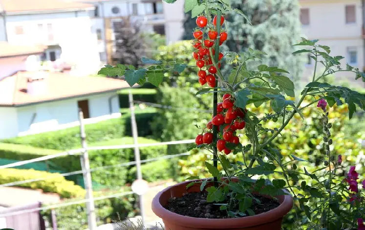 Maceta con tomates