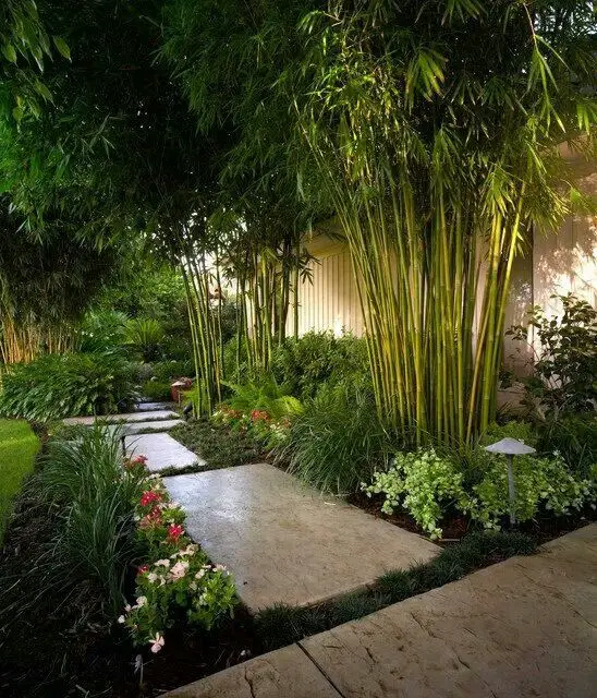 bambú jardin tropical