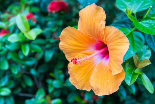 hibisco flor tropical