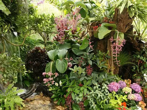plantas para crear un jardín de plantas tropicales