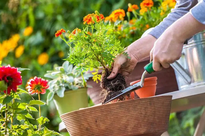 consejos para regar un jardin con flores