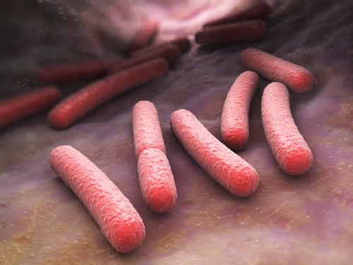 microbios en el intestinos