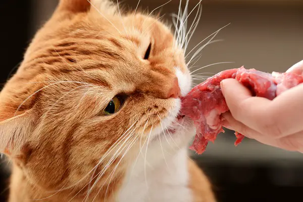 mascota gato comiendo