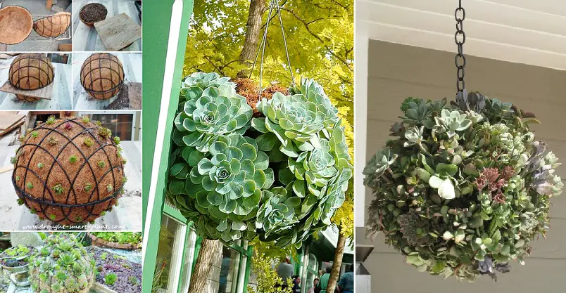 Cómo hacer esferas de suculentas para tu jardín