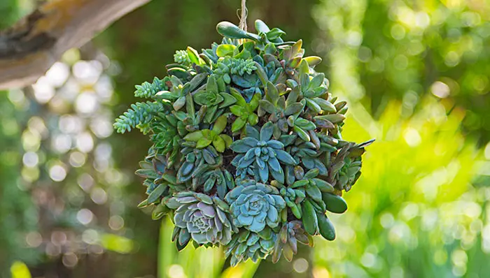 hanging-succulents-planter-ball-102285741-hero
