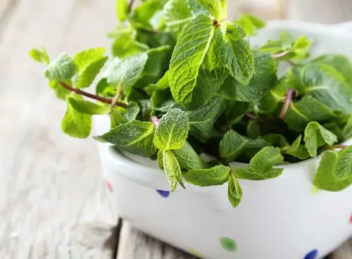 infusión de menta