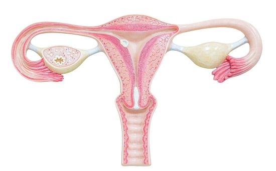 infertilidad ovulatoria
