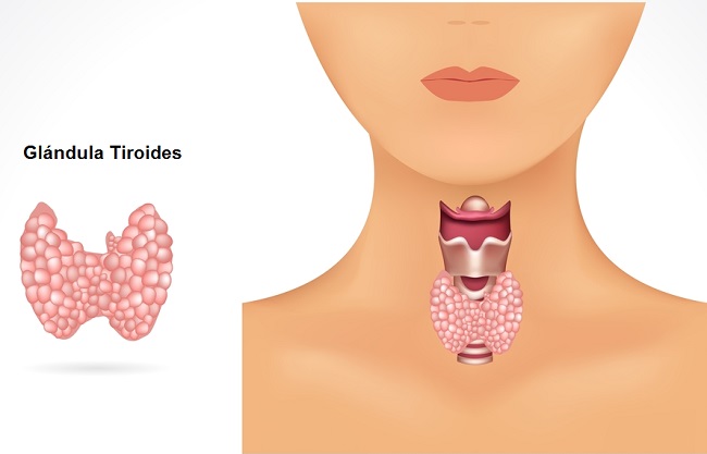 señales de que padeces hipotiroidismo