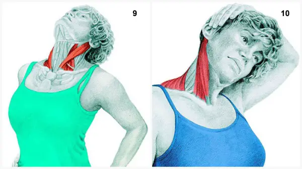 estiramientos musculares cuello flexiones