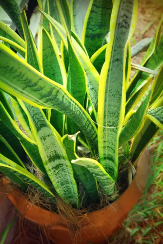 plantas de poca luz planta de serpiente