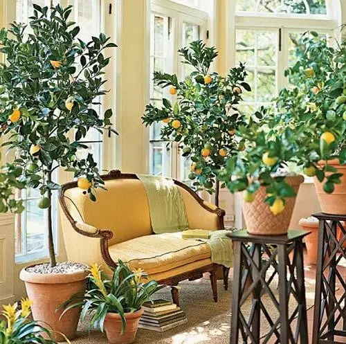 árbol de limón en sala de estar