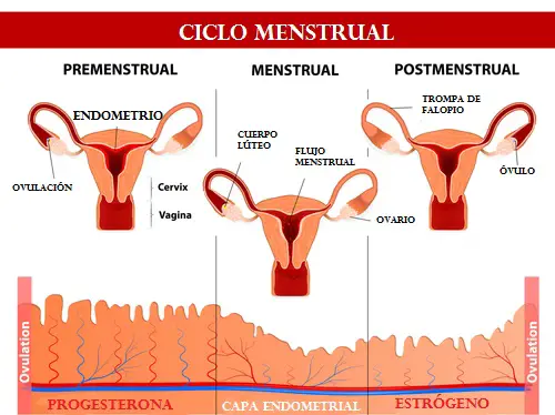 ciclo menstrual grafico