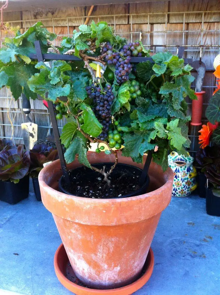 cultivar uvas desde una maceta