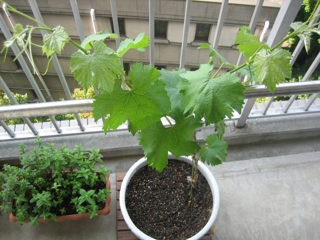 cultivar uvas en contenedores