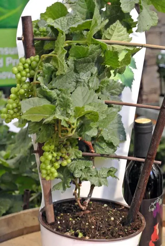 cultivo de uvas