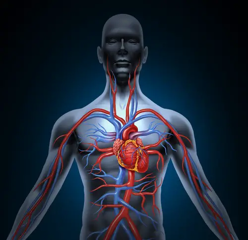 Un sistema circulatorio en óptimas condiciones