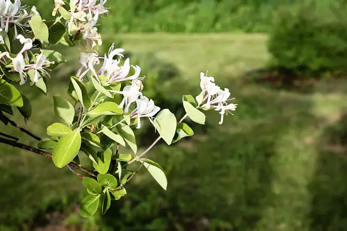 madreselva-blanca-plantas-de-olor