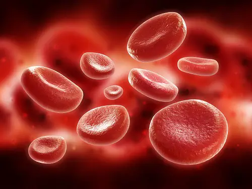 Los glóbulos rojos de la sangre