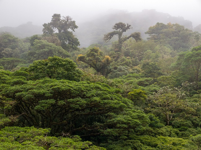 bosque-nublado-monteverde