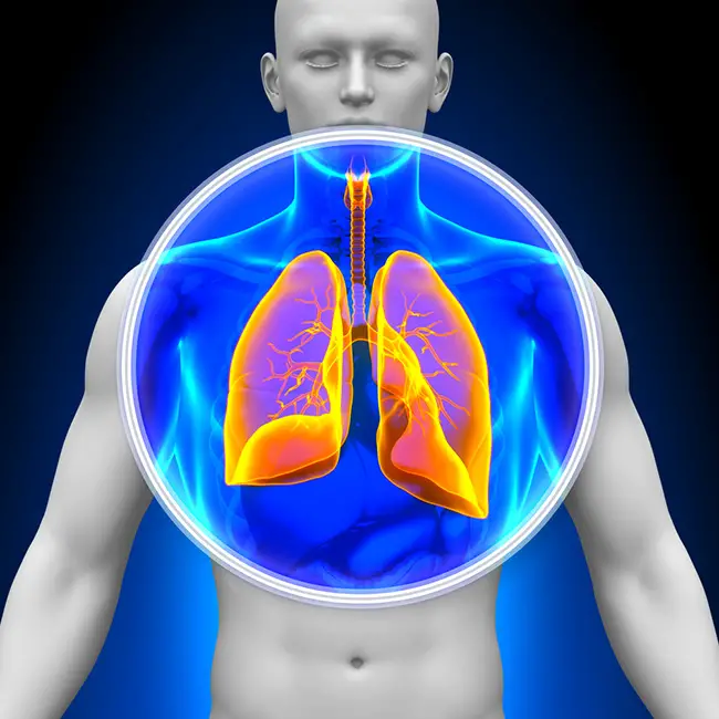 Ilustración de los pulmones