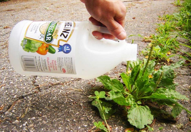 usar vinagre para el jardín,eliminar malas hierbas