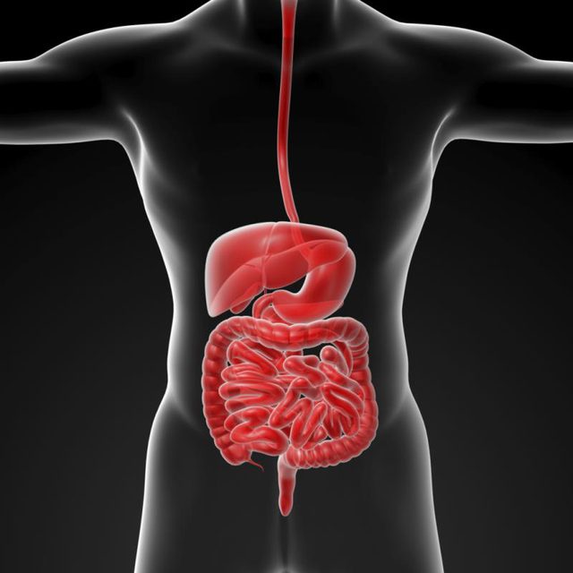 Imagen del sistema digestivo en el hombre