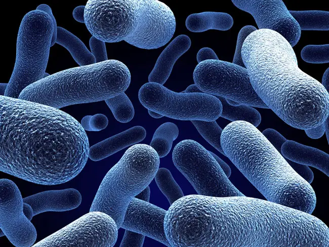 Campylobacter germen presente en la bañera