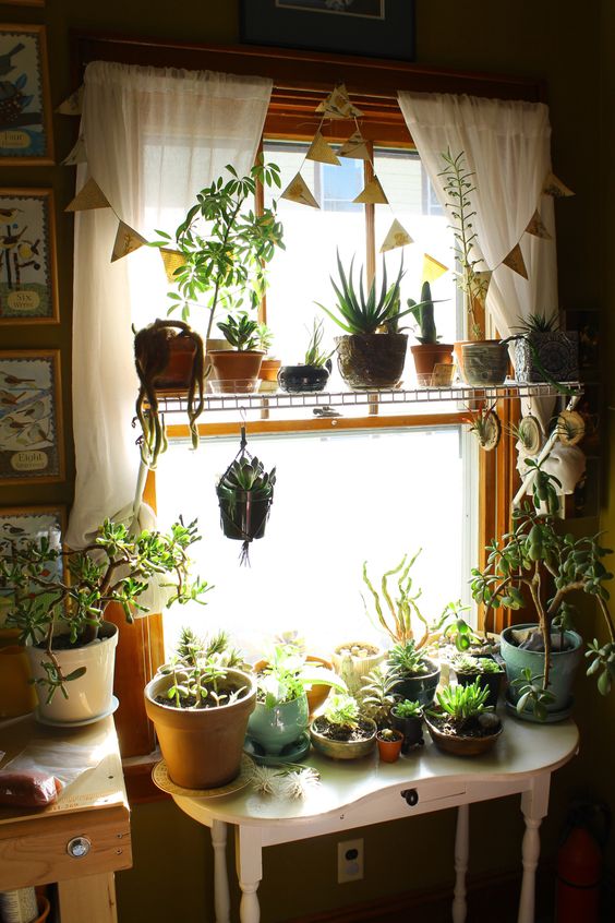 plantas en la sala
