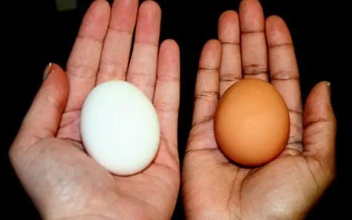 son más nutritivos los huevos marrones o los huevos blancos