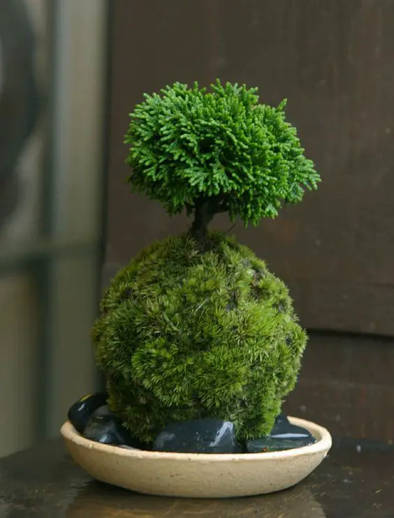 preciosa kokedama bonsai miniatura