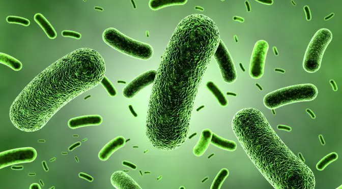 Bacterias en el cuerpo
