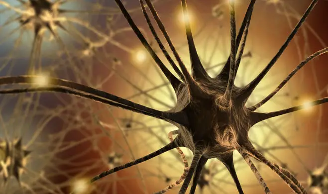 neuronas conexiones más eficientes en el cerebro