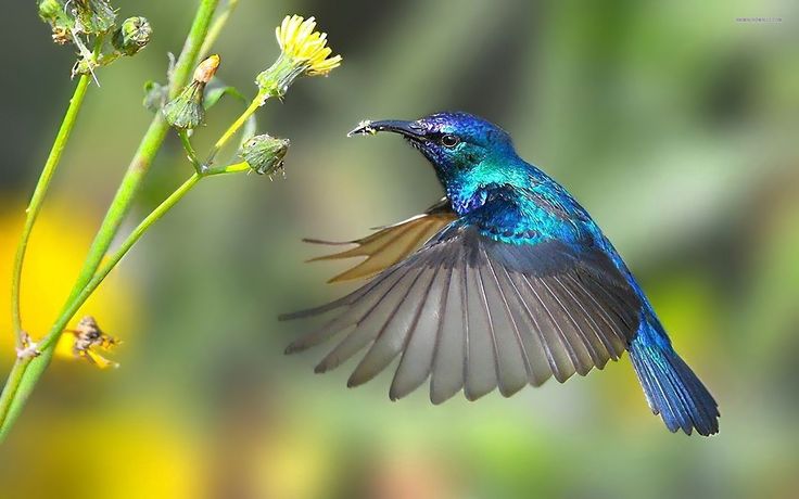 mensajes-espirituales-de-los-colibries.jpg