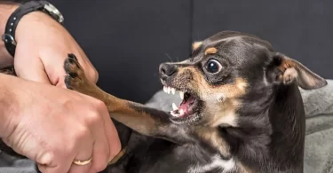 Chihuahua agresivo más que otras razas
