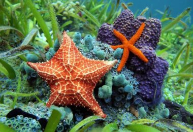 Estrellas de mar