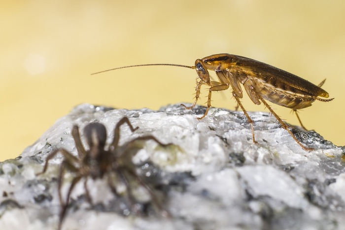 Blattella germanica