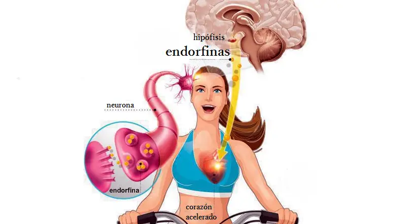 endorfinas